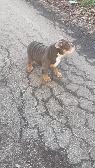 English Bulldog