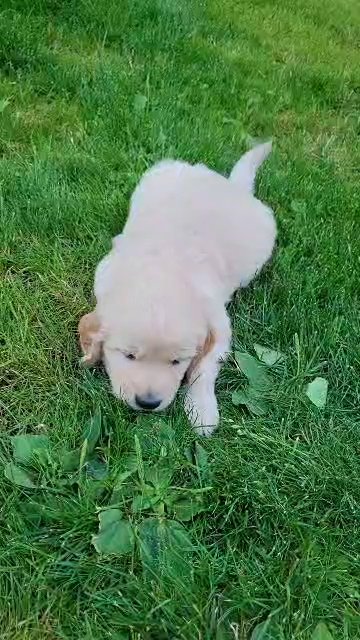 Golden Retriever Pruis