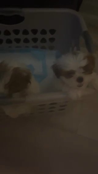 Noisy Shihtzus Ready Almost For New Home
