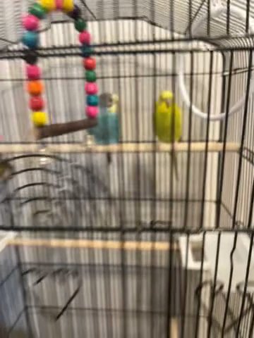 Two Parakeets With Cage Food And Cage Cover