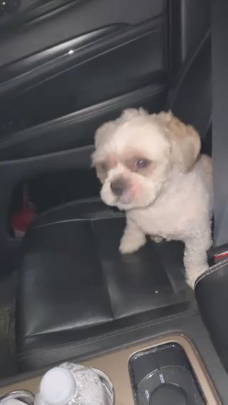 Oreo