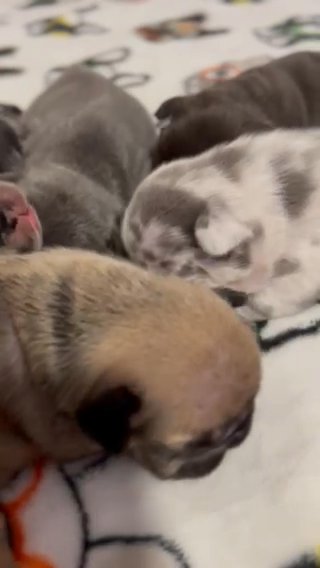 Frenchies All colors Available