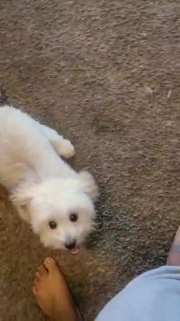 Shih Tzu Boy