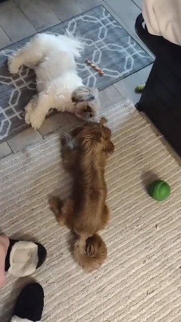playful shih tzu for rehoming