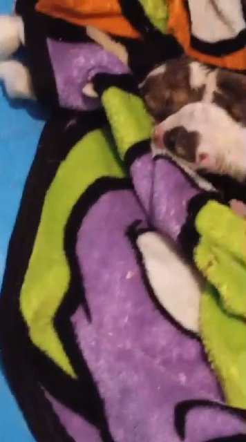 pitbull puppies