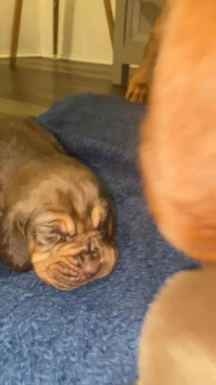 PURE BRED BLOOD HOUND PUPPIES