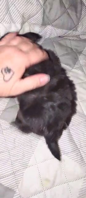 ?SOLD?KB Seal Male Yorkie