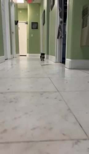 Morkie