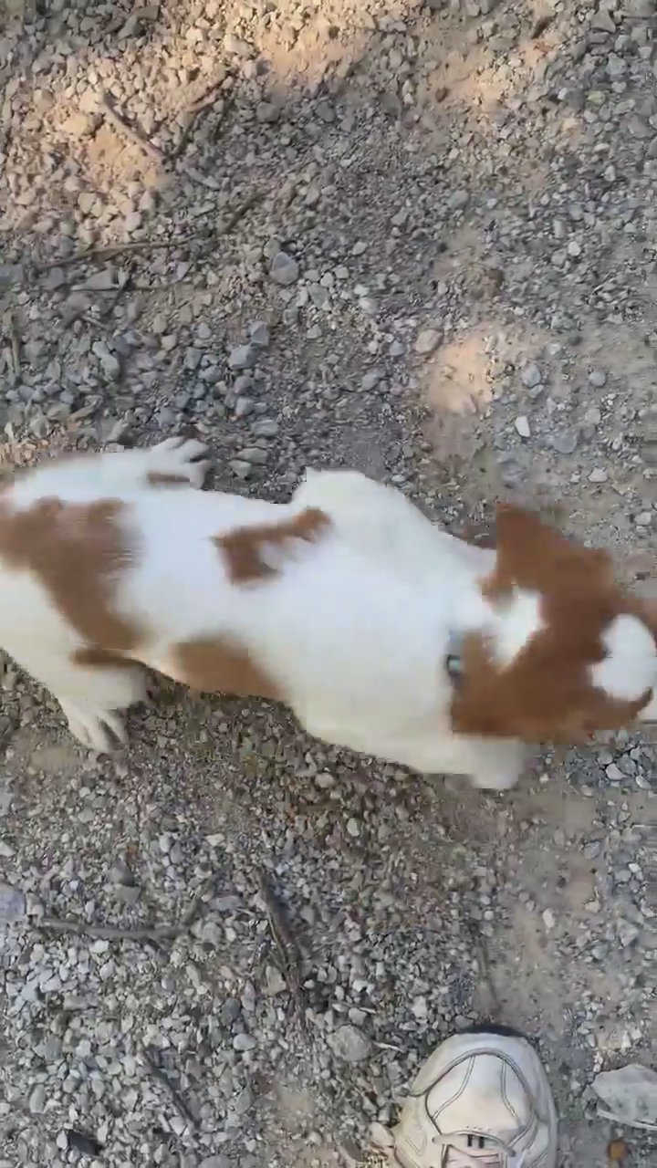 Brittany spaniels female and male puppies 12 weeks old all registered with papers 350- OBO