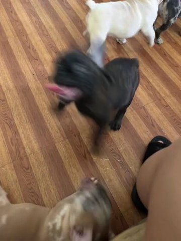Brindle French Bulldog Puppy (Kodak)