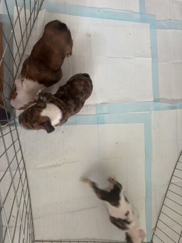 English Bulldog