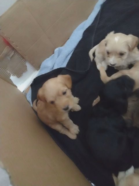 puppies