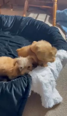 AKC MALE YORKIE