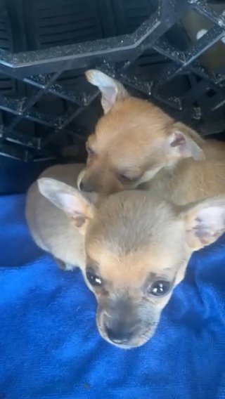Chihuahua in Wilmington, North Carolina