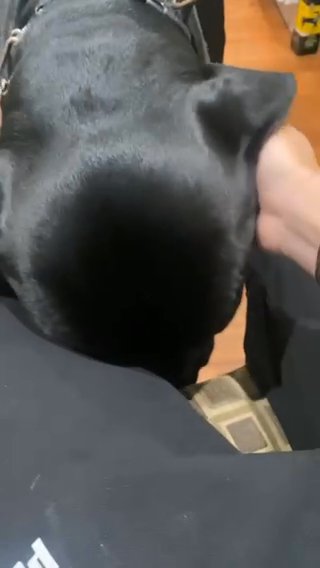 Tyson (Cane Corso)