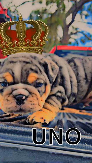 Uno-6 Week Male Looking For A New Home