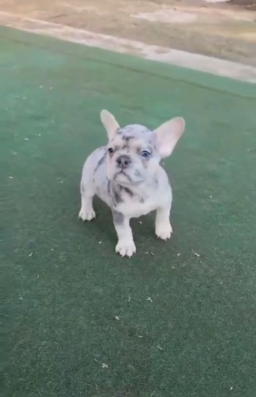 Blue Merle Male Frenchie