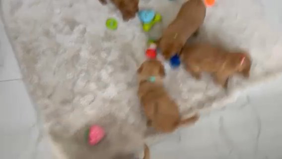 Golden Retriever Puppies