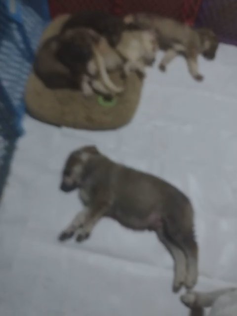great Pyrenees mix/German shepherd puppies ready for forever homes.
