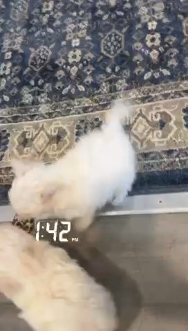 Maltese Puppies Looking For A Great Home