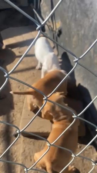 Puppies