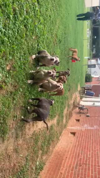 Xl Bullies