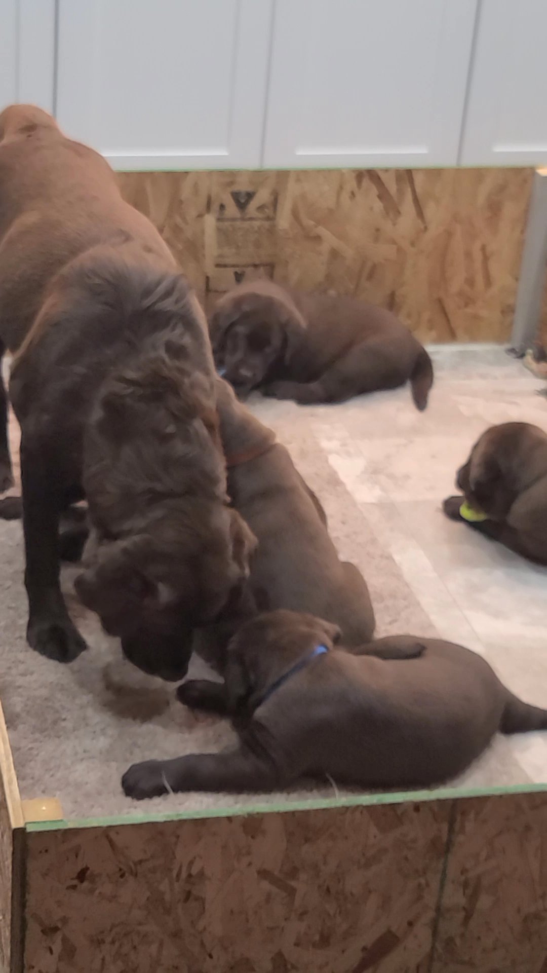 Akc champion chocolate lab pups