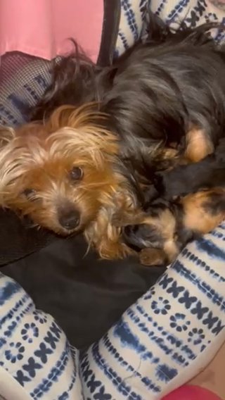SOLD Teacup Male Yorkie