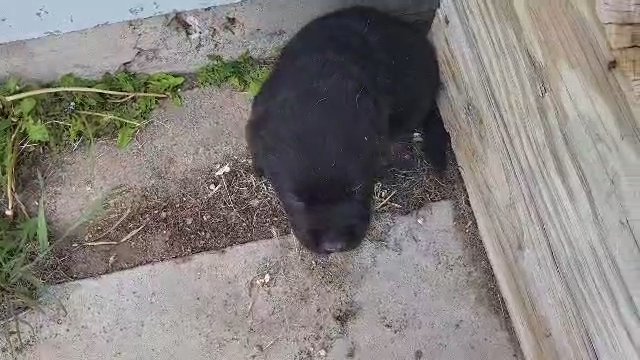 n m black lab