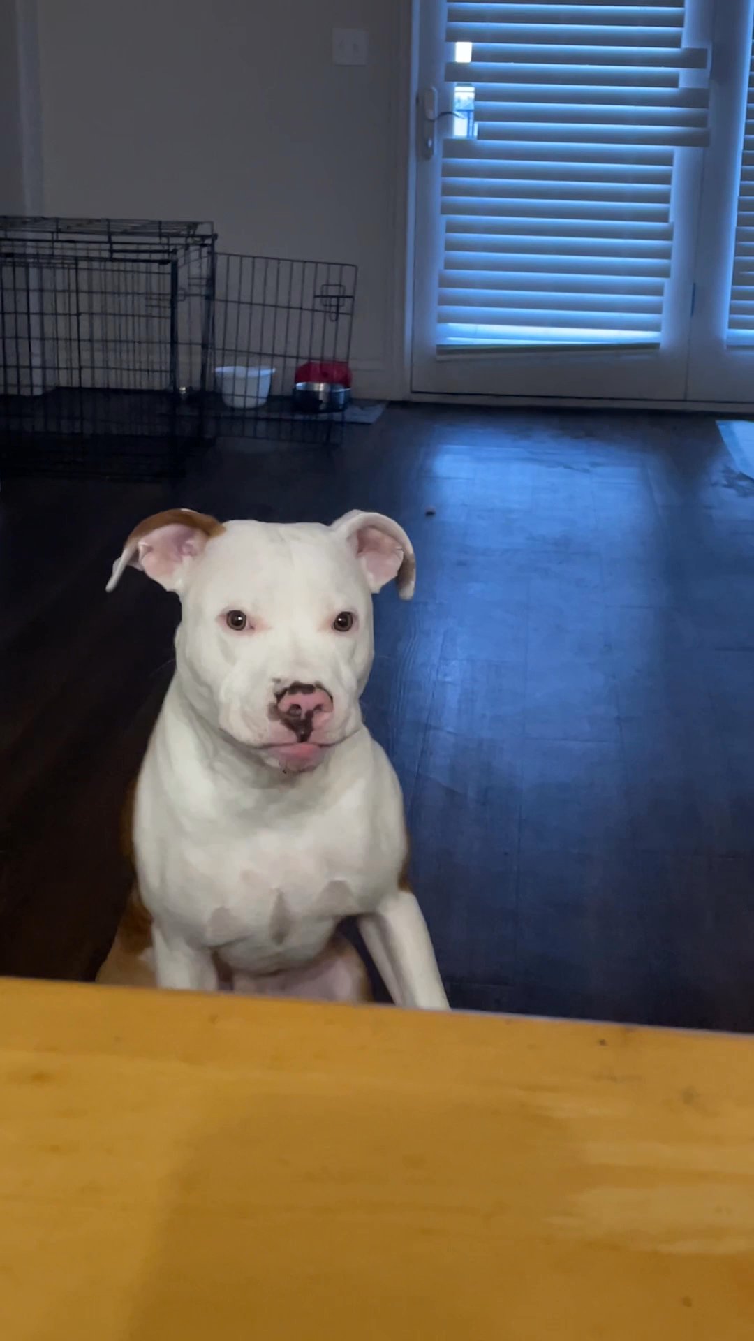 Vendo cachorro de 6 meses