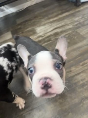 Looking For Furever Homes