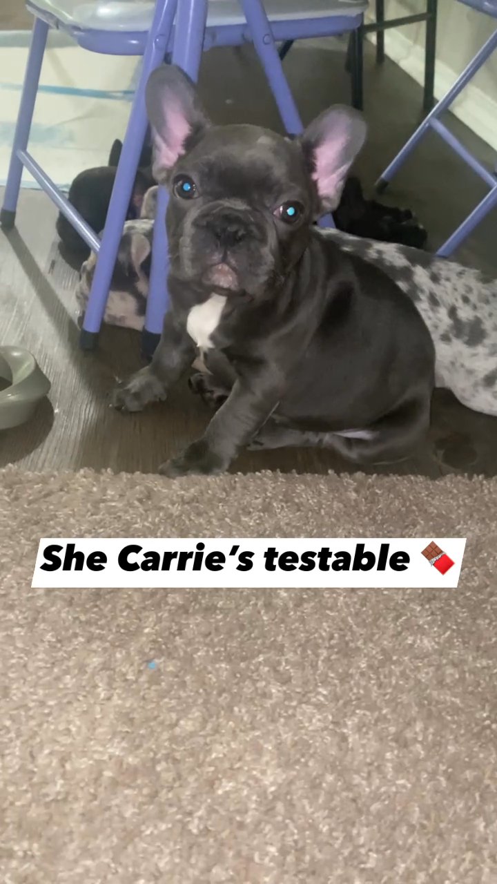 Adorable frenchie female pup