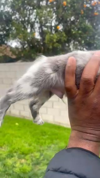 “DRAKE” - BLUE MERLE FLUFFY MALE FRENCH BULLDOG