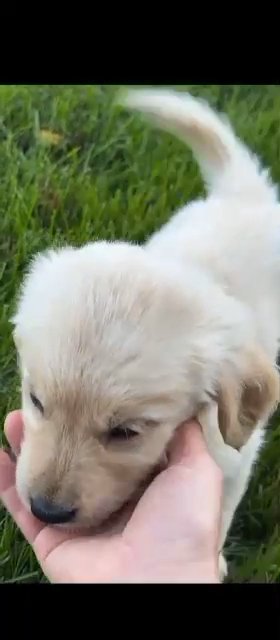 golden pups