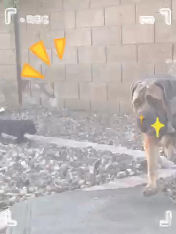 Cane Corso