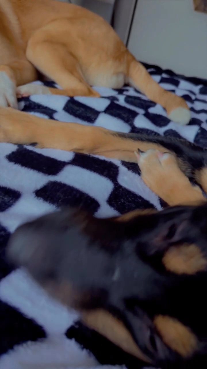 Nala ?