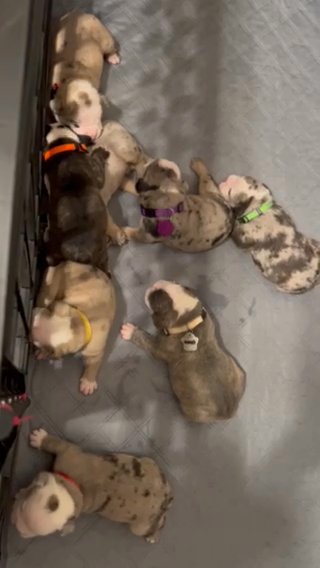 Olde English bulldogs