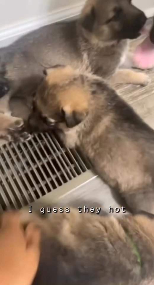 Fullbred German Shepherds