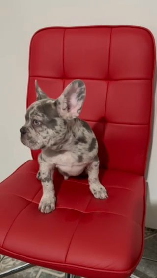 French Bulldog AKC