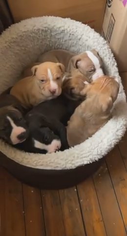 American Pit Bull Terrier