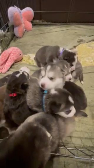 Baby Huskies