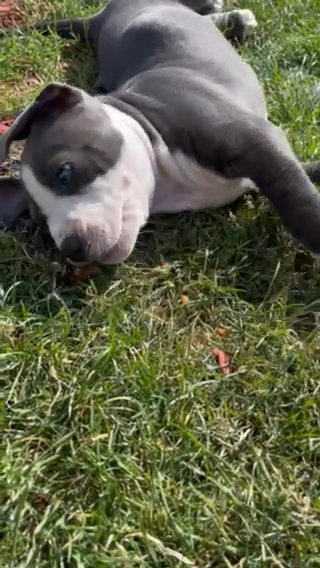 american bully puppies
