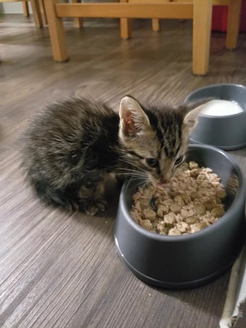1 month old kitten needs home.