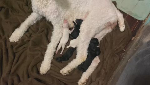 Rosie’s Puppies