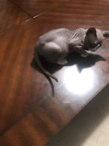 sphinx cat