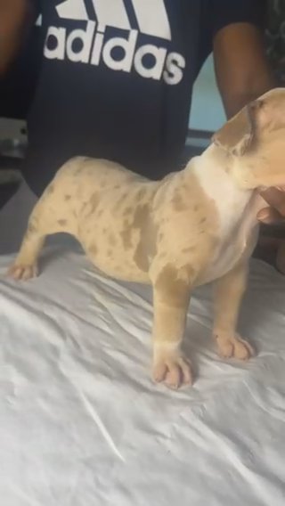 merle American Bully