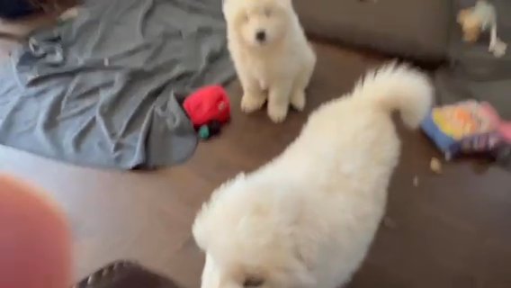 Samoyed Pups