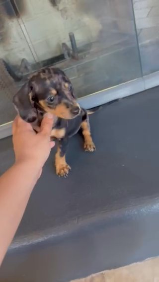 Dachshund Dapple Female