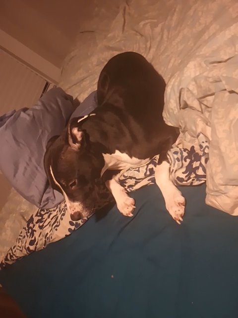 American Pittbull