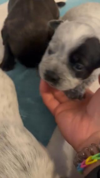 Cattle Dog & Bull Dog Mix (Females)